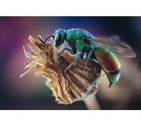 OZLHSP wonders of the world jigsaw 1500 piece Wasp Insect Animal 87x57cm