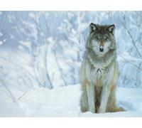 OZLHSP wonders of the world jigsaw 1500 piece Wolf Animals 87x57cm