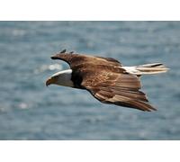 OZLHSP wonders of the world jigsaw 500 piece Bald Eagle Hawk Animals 52x38cm