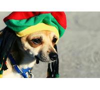 OZLHSP wonders of the world jigsaw 500 piece Chihuahua Animal 52x38cm