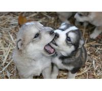 OZLHSP wonders of the world jigsaw 500 piece Husky Animals 52x38cm
