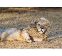 OZLHSP wonders of the world jigsaw 500 piece Lions Big Animals 52x38cm