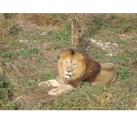 OZLHSP wonders of the world jigsaw 500 piece Lions Big Animals 52x38cm