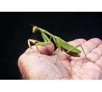 OZLHSP wonders of the world jigsaw 500 piece Praying Mantises Insects Animals 52x38cm