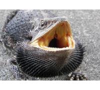 OZLHSP wooden jigsaw 1500 piece Reptiles Animals 87x57cm