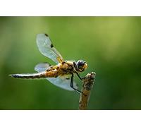 OZLHSP wooden jigsaw 500 piece Dragonflies Insects Dragonfly Animals 52x38cm