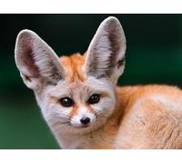 OZLHSP wooden jigsaw puzzles for adults 500 pieces Fennec Fox Animal 52x38cm