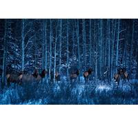 OZLHSP wooden jigsaw puzzles for adults 500 pieces Moose Animals 52x38cm