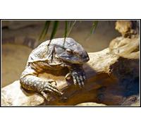 OZLHSP wooden jigsaw puzzles for kids 1000 piece Reptiles Animals 75x50cm