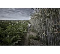 OZLHSP wooden jigsaw puzzles for kids 1500 piece Path Fields Animals 87x57cm