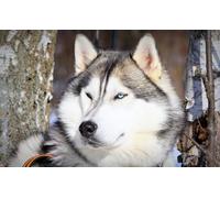 OZLHSP wooden jigsaw puzzles for kids 500 piece Husky Animal 52x38cm