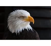 OZLHSP wooden jigsaws for 500 piece Bald Eagle Eagles Animal 52x38cm