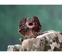 OZLHSP wooden jigsaws for 500 piece Reptiles Animals 52x38cm