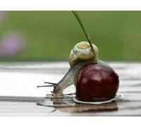 OZLHSP wooden puzzle for jigsaw puzzles 1500 piece Snails Cherry 87x57cm