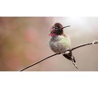 OZLHSP wooden puzzle for jigsaw puzzles 500 piece Hummingbirds Animals 52x38cm