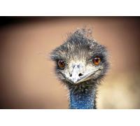 OZLHSP wooden puzzle for jigsaw puzzles 500 piece Ostrich Animal 52x38cm