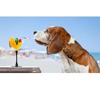 OZLHSP wooden puzzles for adults 500 pieces Beagle Animals 52x38cm