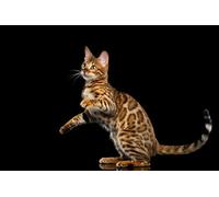 OZLHSP wooden puzzles for adults 500 pieces Bengal Cat Animals 52x38cm