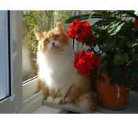 OZLHSP wooden puzzles for adults 500 pieces Cats Fluffy Animal 52x38cm