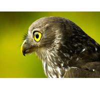 OZLHSP wooden toys for jigsaw puzzles 1500 piece Falcon Animals 87x57cm
