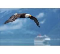 OZLHSP wooden toys for jigsaw puzzles 500 piece Bald Eagle Hawk Animals 52x38cm