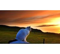 OZLHSP worlds hardest jigsaw puzzle 1000 pieces Animals 75x50cm