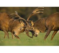 OZLHSP worlds hardest jigsaw puzzle 1000 pieces Deer Animals 75x50cm