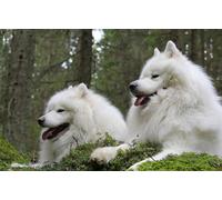 OZLHSP worlds hardest jigsaw puzzle 1000 pieces Samoyed Animals 75x50cm