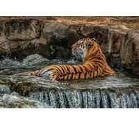 OZLHSP worlds hardest jigsaw puzzle 1000 pieces Tiger 75x50cm