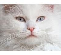 OZLHSP worlds hardest jigsaw puzzle 1500 pieces Animal 87x57cm