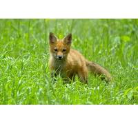OZLHSP worlds hardest jigsaw puzzle 1500 pieces Fox Animal 87x57cm