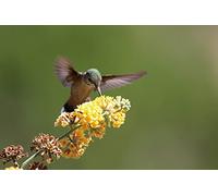 OZLHSP worlds hardest jigsaw puzzle 1500 pieces Hummingbirds Animals 87x57cm