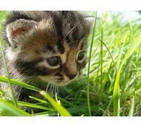 OZLHSP worlds hardest jigsaw puzzle 1500 pieces Kitten Animals 87x57cm