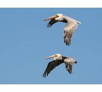 OZLHSP worlds hardest jigsaw puzzle 1500 pieces Pelicans Animals 87x57cm