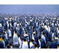 OZLHSP worlds hardest jigsaw puzzle 1500 pieces Penguins Animals 87x57cm