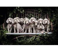 OZLHSP worlds hardest jigsaw puzzle 1500 pieces Weimaraner Puppy 87x57cm