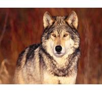 OZLHSP worlds hardest jigsaw puzzle 1500 pieces Wolves Animals 87x57cm