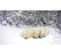 OZLHSP worlds hardest jigsaw puzzle 500 pieces Bears Animals 52x38cm