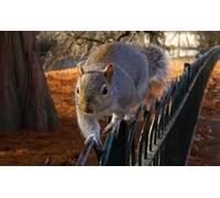 OZLHSP worlds hardest jigsaw puzzle 500 pieces Squirrel Rodents Animals 52x38cm