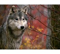 OZLHSP worlds hardest jigsaw puzzle 500 pieces Wolves Animals 52x38cm