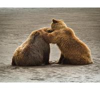 OZLHSP worlds smallest jigsaw puzzle 1000 Alaska Grizzly Bears Animal 75x50cm