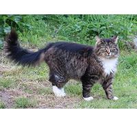 OZLHSP worlds smallest jigsaw puzzle 1000 Cats Animals 75x50cm