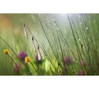 OZLHSP worlds smallest jigsaw puzzle 1000 Dragonflies Insect Animals 75x50cm