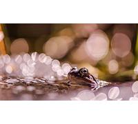 OZLHSP worlds smallest jigsaw puzzle 1000 Frog Animals 75x50cm