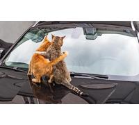 OZLHSP worlds smallest jigsaw puzzle 1500 Cats Bonnet Animals 87x57cm