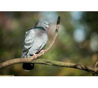 OZLHSP worlds smallest jigsaw puzzle 1500 Doves Animals 87x57cm