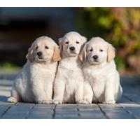 OZLHSP worlds smallest jigsaw puzzle 1500 Golden Retriever Animals 87x57cm