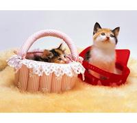 OZLHSP worlds smallest jigsaw puzzle 1500 Kittens Animal 87x57cm