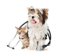 OZLHSP worlds smallest jigsaw puzzle 1500 Kittens Yorkshire Cats Animals 87x57cm