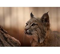 OZLHSP worlds smallest jigsaw puzzle 1500 Lynx Big Cats Animal 87x57cm